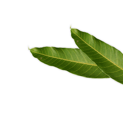Mango decoration