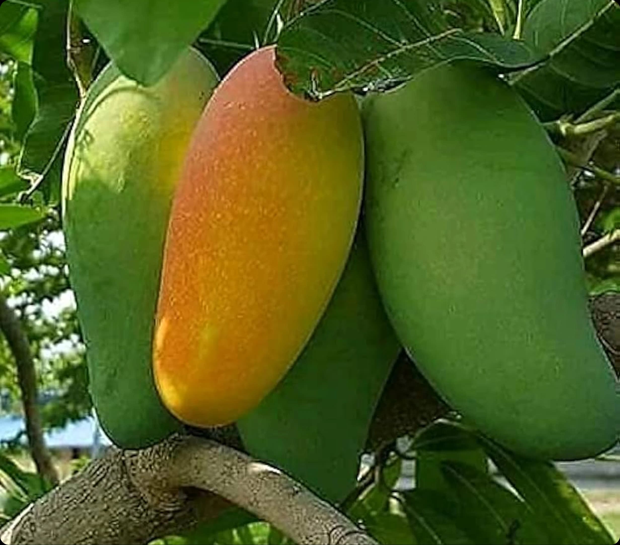 নাকফজলি আম