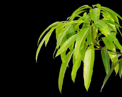 Mango decoration